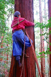 bark-peeling.jpg